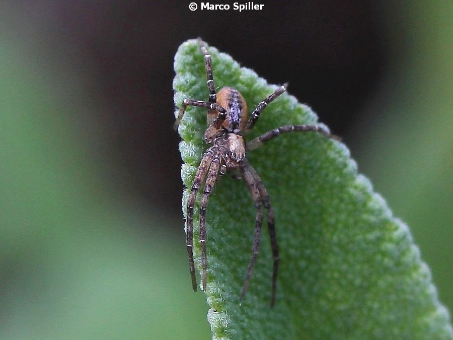 Philodromidae: Philodromus sp.  -  Vicenza